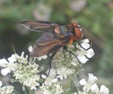 Phasia hemiptera (Wanzenfliege)